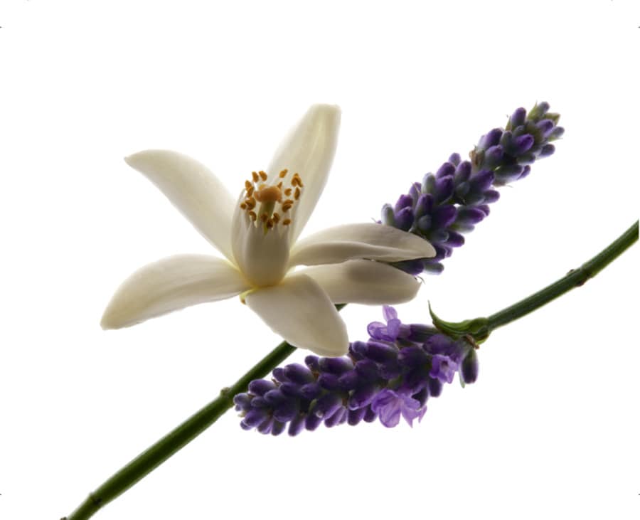Libre Eau de Parfum