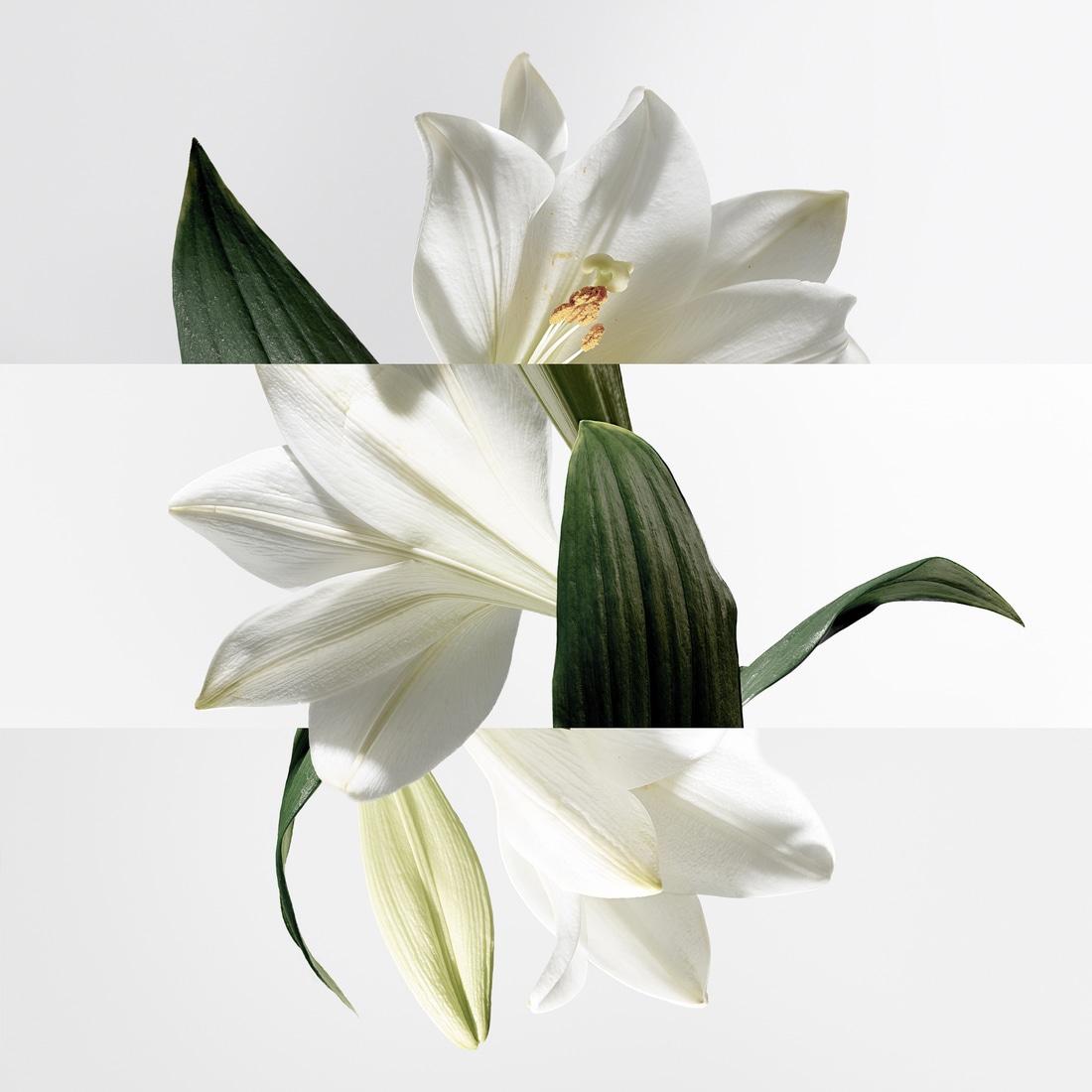 Un Jardin Sur La Lagune Eau De Toilette