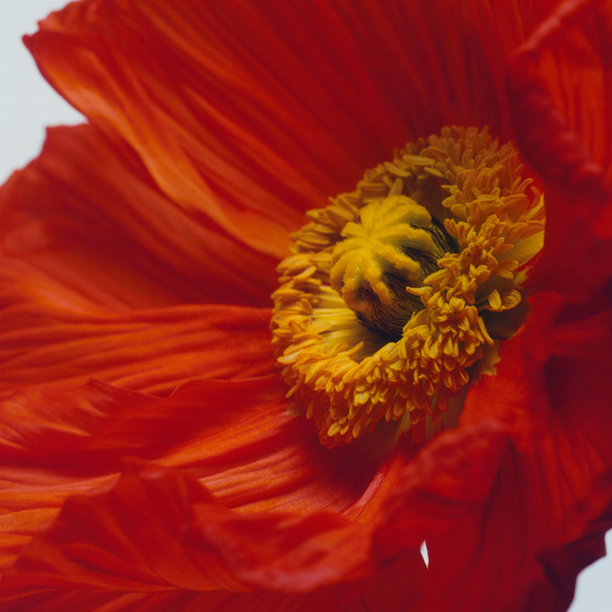 Scarlet Poppy Cologne Intense