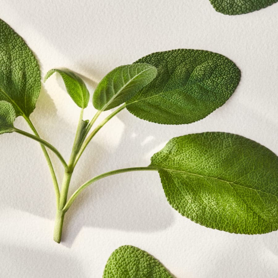 Polo Earth Provencial Sage Eau de Toilette