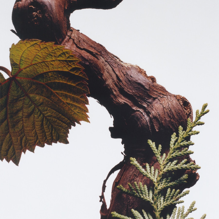 Cypress & Grapevine Cologne Intense