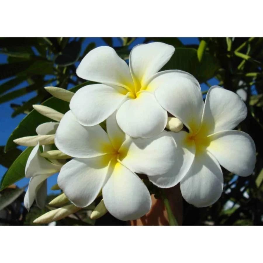 Monoi Tipanie Frangipanie Oil