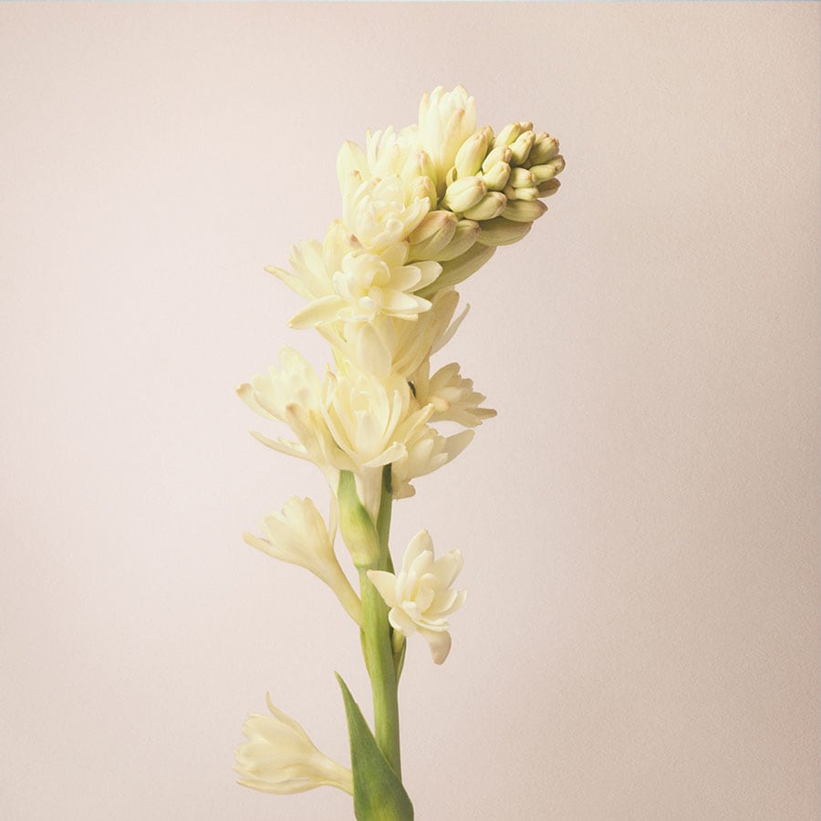 Let The Dance Begin Eau de Parfum