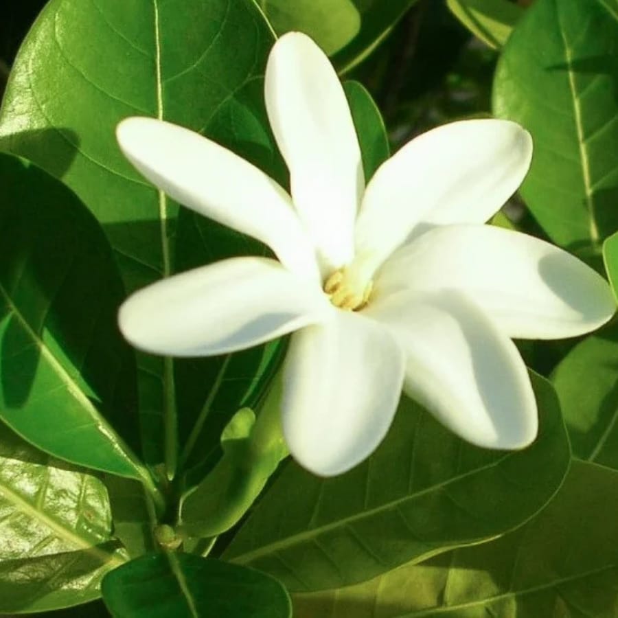 Monoi Tiare Body Lotion