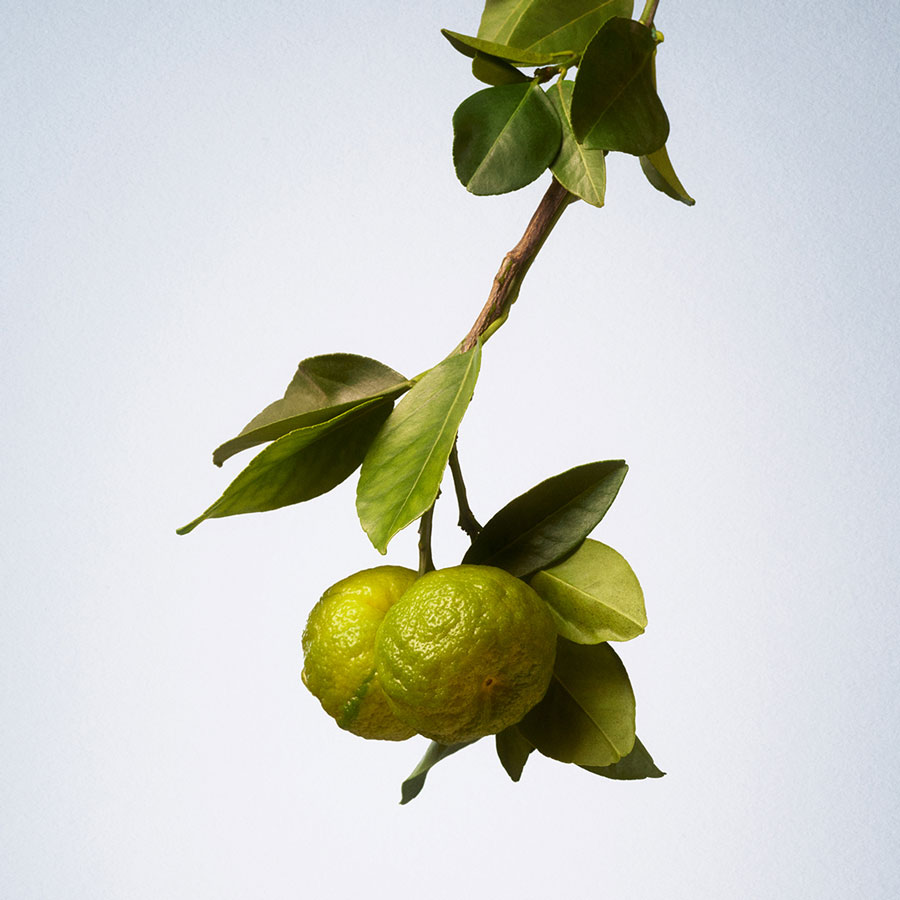 Signature Eau de Parfum