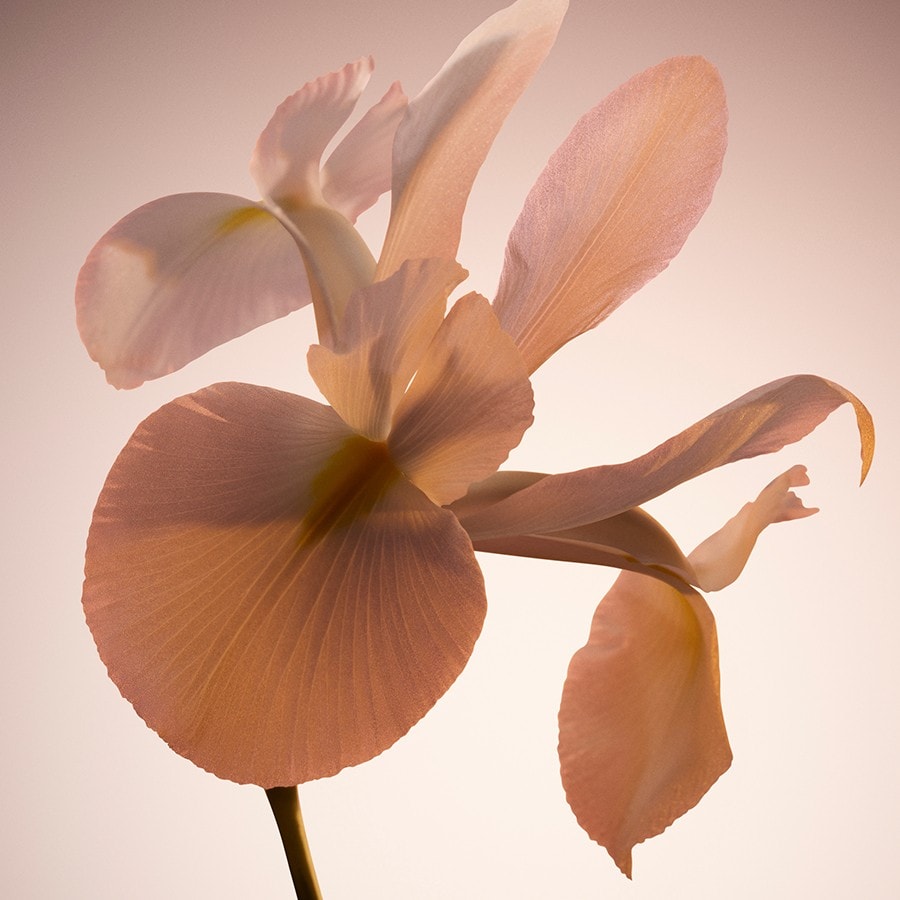 Boss The Scent Le For Him Parfum