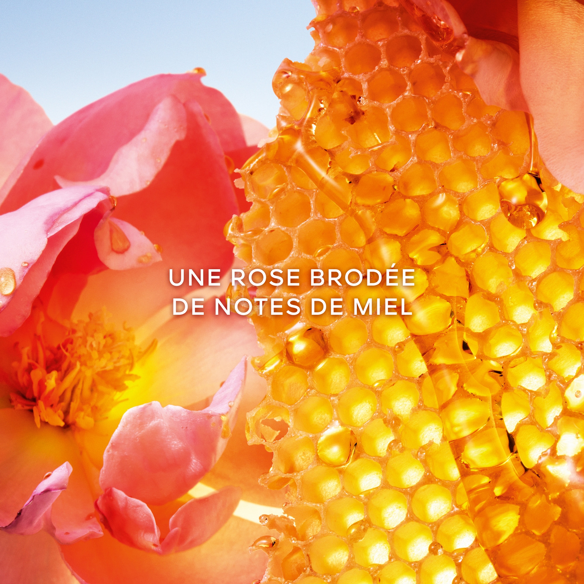 La Petite Robe Noire Honey Rose – Eau de Parfum Limited Edition