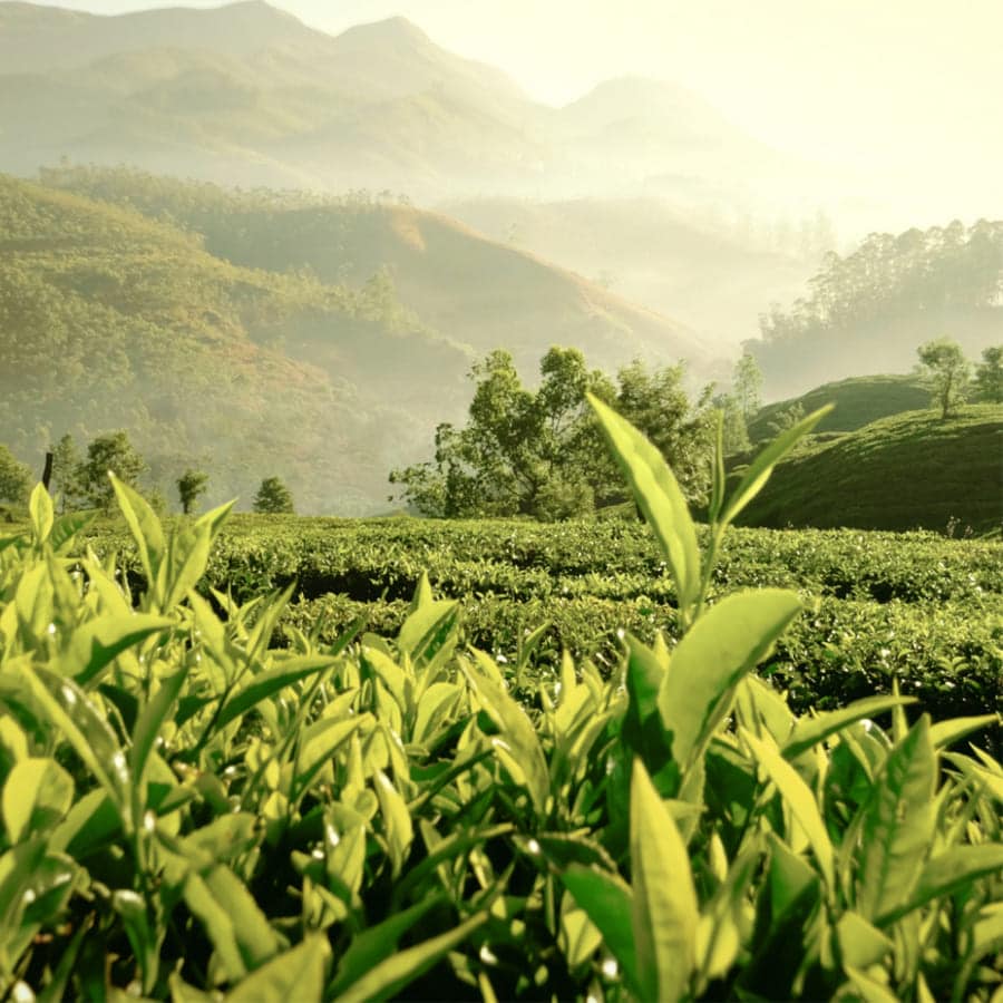 Tender Light Eau de Parfum