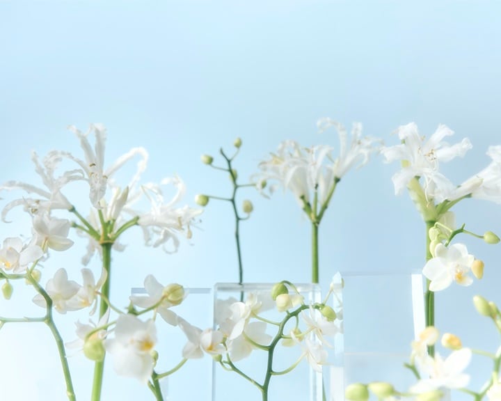 Orhidee și crini albi delicați, aranjați pe piedestale transparente pe un fundal albastru deschis, surprind esența unei zile senine de primăvară.