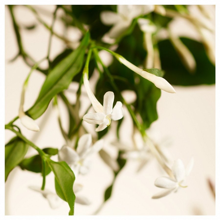 Sweet Jasmine Mini Fragrance Sticks