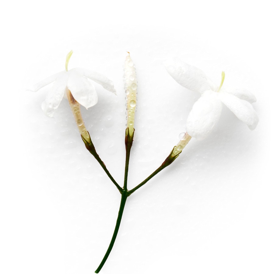 Acqua Di Gioia Eau de Parfum