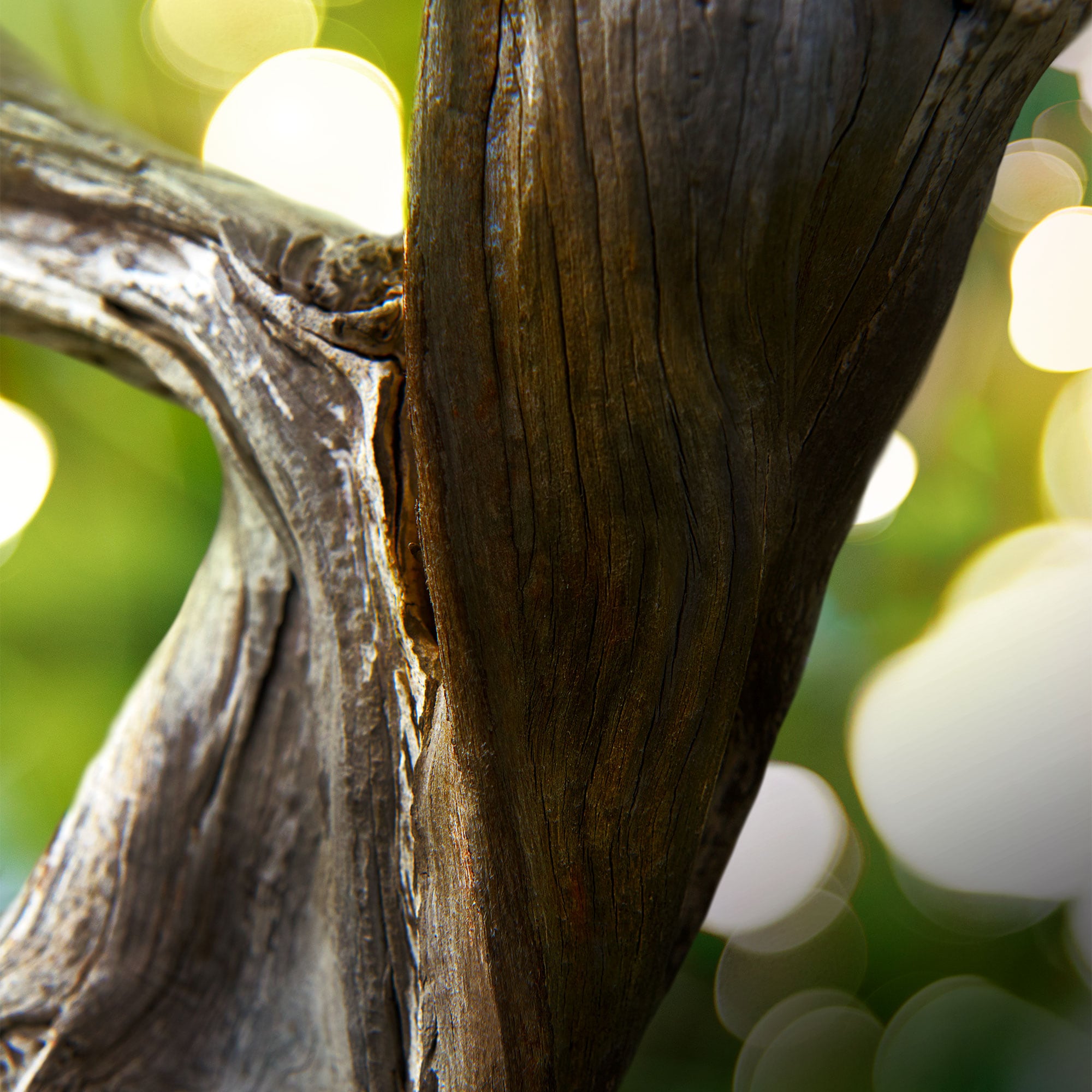 Man Wood Essence Eau de Parfum