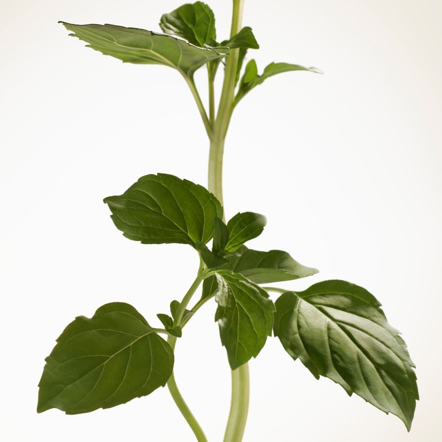 Goddess Eau de Parfum Intense