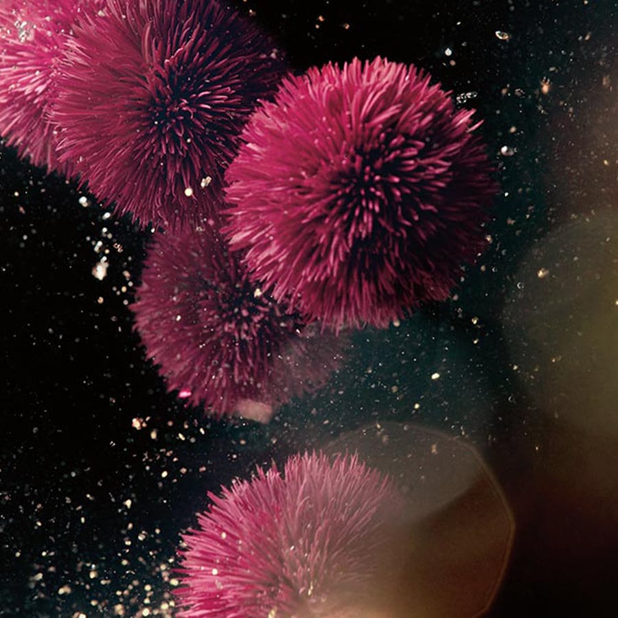 Genaissance The Infused Lotion