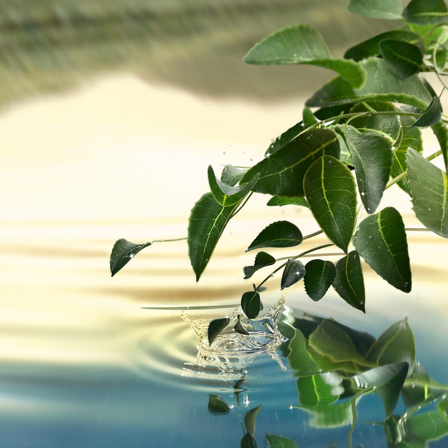 Tender Light Eau de Parfum