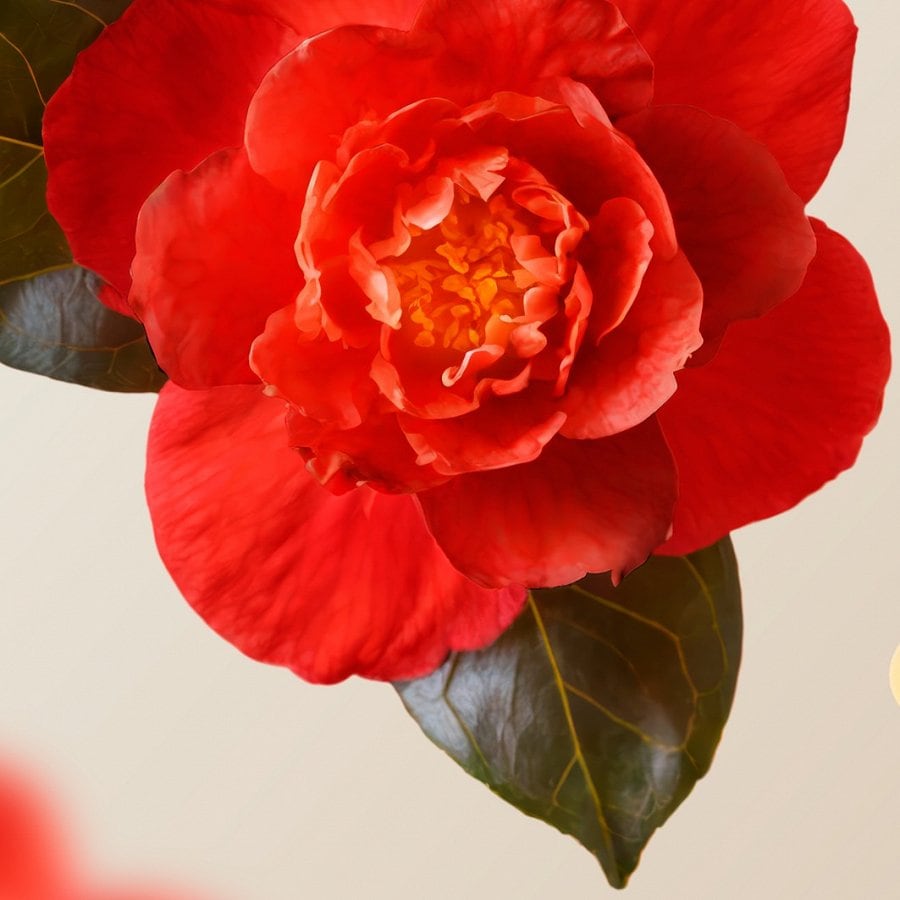 Hair Oil Intense Nourishing