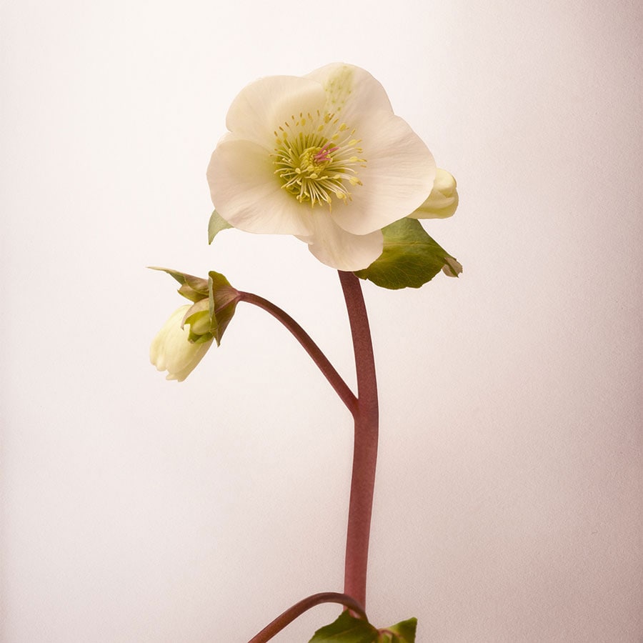 Villa Sorrento Eau de Parfum