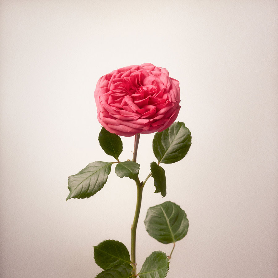 Just Give Me Roses Eau de Parfum