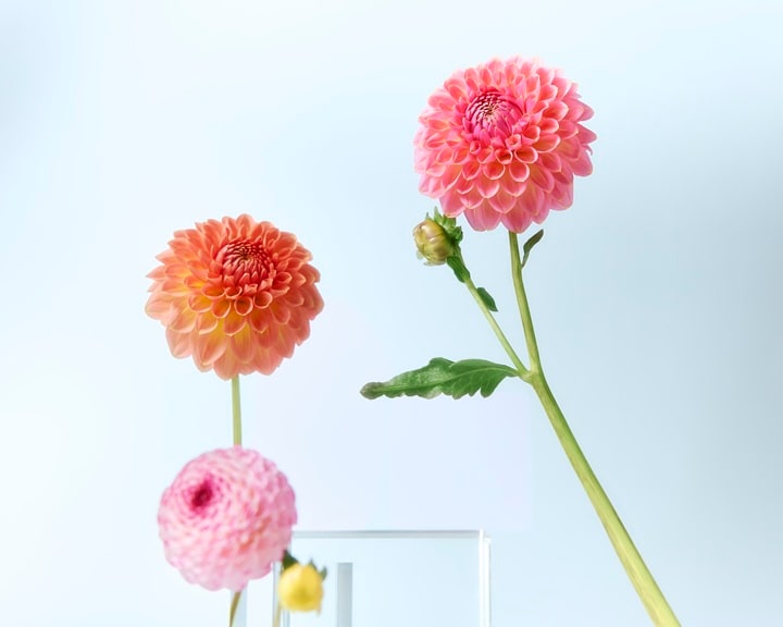 Trei flori vibrante de dalie, în nuanțe de roz și portocaliu, așezate pe un fundal albastru delicat, evocă prospețimea primăverii.