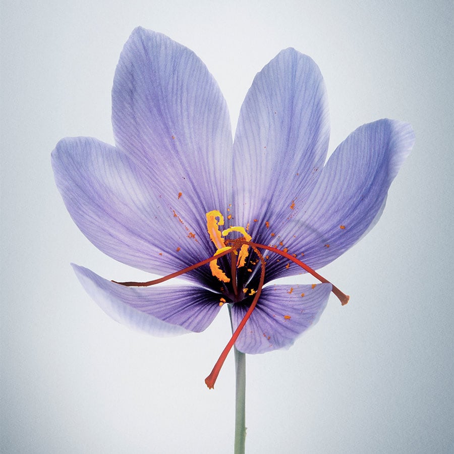 Just Give Me Roses Eau de Parfum