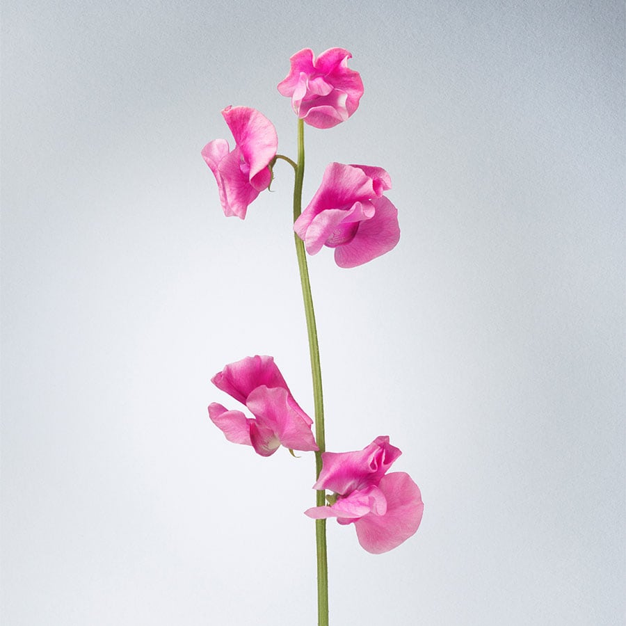 Once Upon A Garden Eau de Parfum