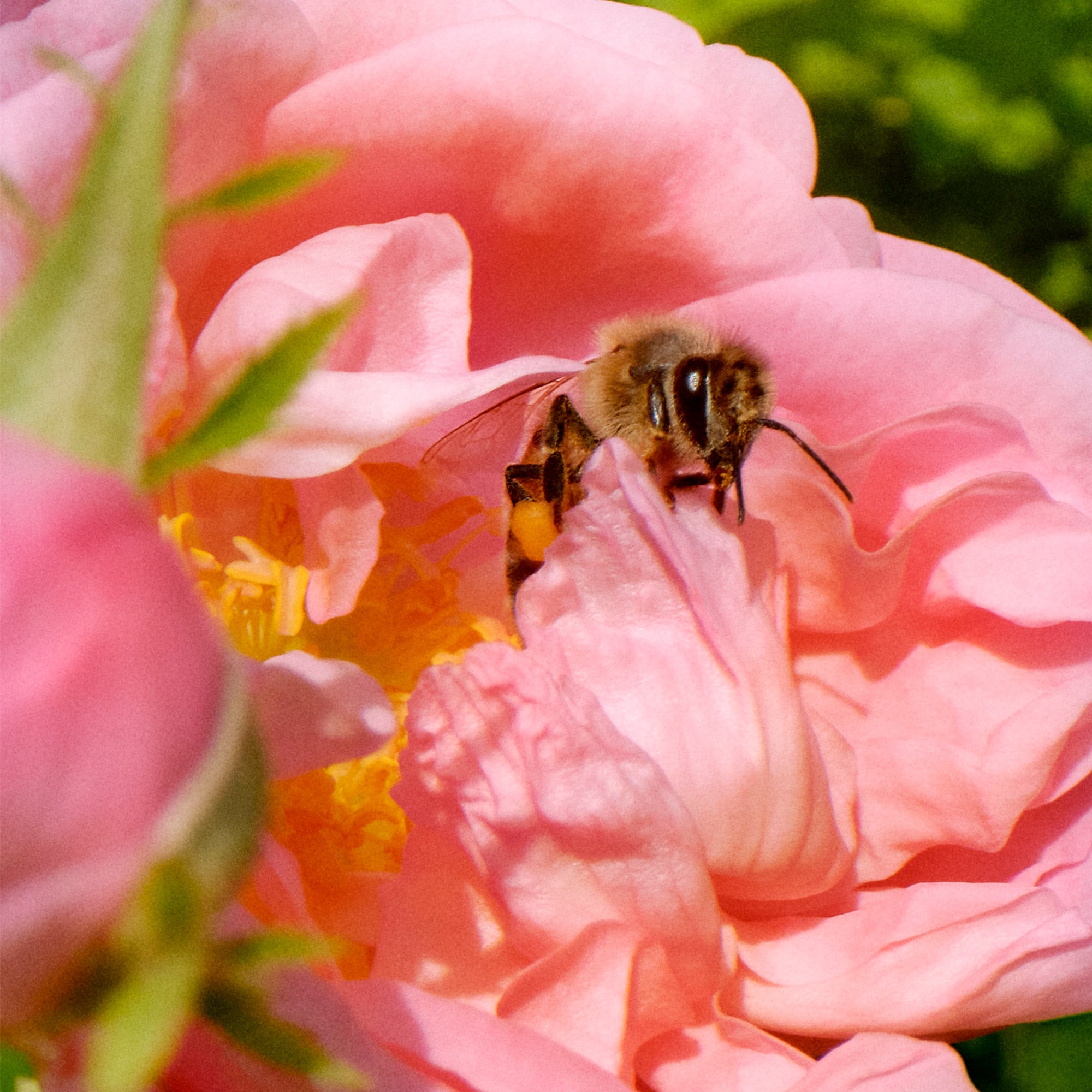 La Petite Robe Noire Honey Rose – Eau de Parfum Limited Edition