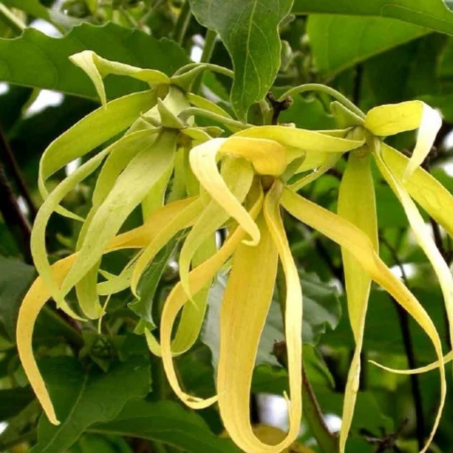 Monoi Ylang Ylang Oil