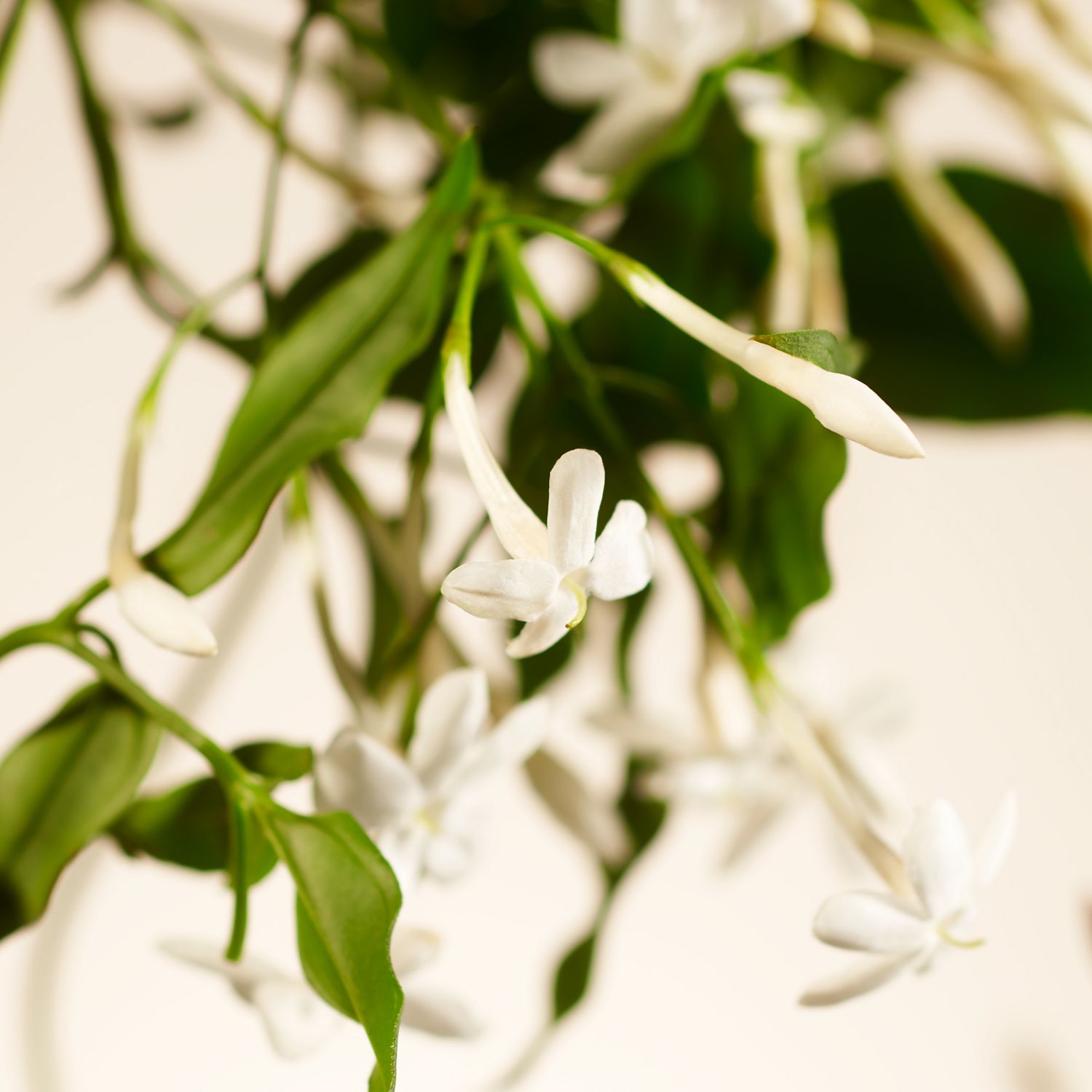 Sweet Jasmine Fragrance Sticks