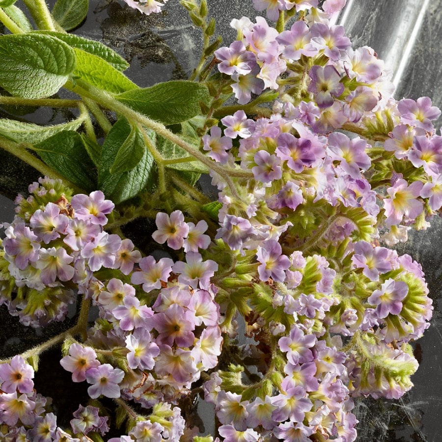 Dolce&Gabbana Q Eau de Parfum Intense