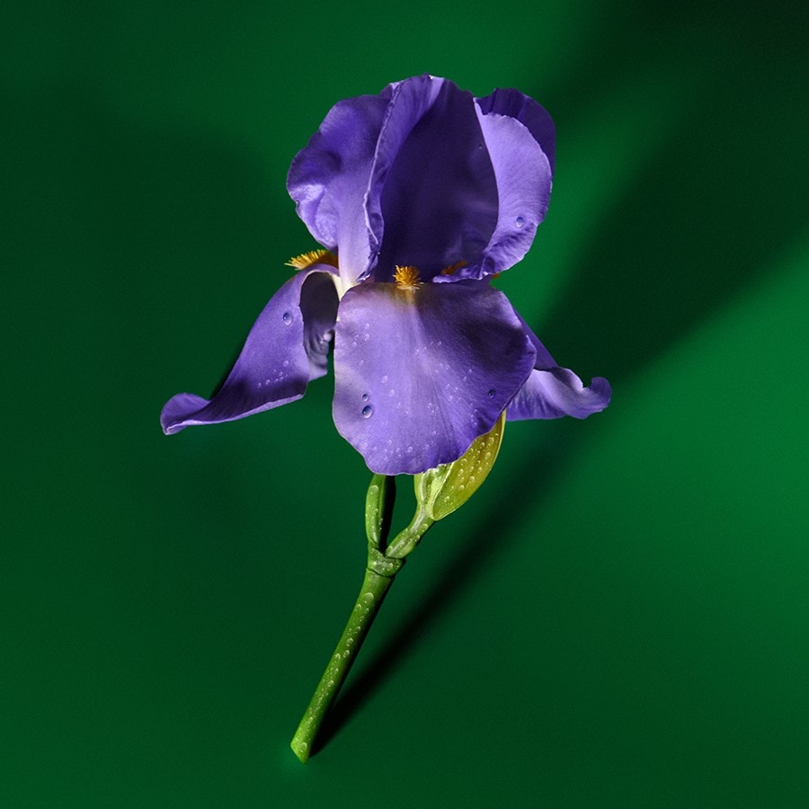 Guilty Elixir Parfum