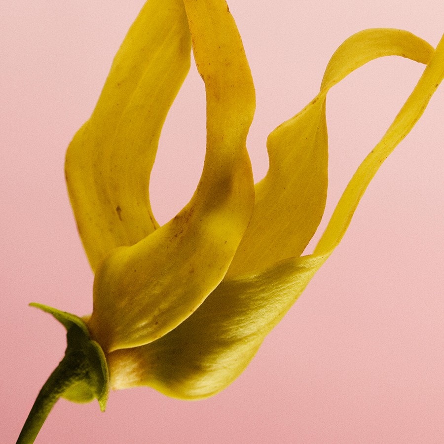 Eternity Amber Essence